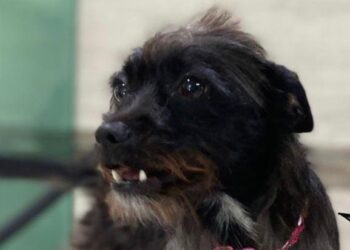 [Vídeo] Cadela é roubada de casa em Jaraguá do Sul