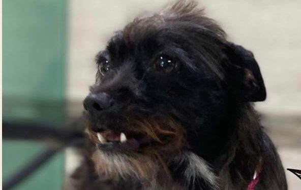 [Vídeo] Cadela é roubada de casa em Jaraguá do Sul