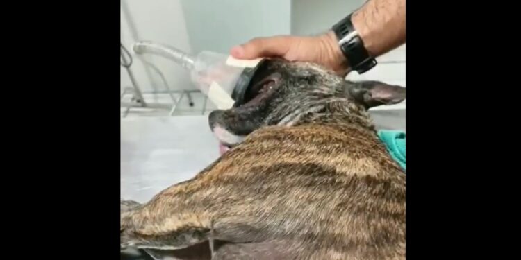 Cachorro agonizando dentro de veículo fechado é resgatado em SC