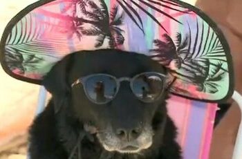 Cachorro de chapéu e óculos em praia de Florianópolis viraliza nas redes sociais