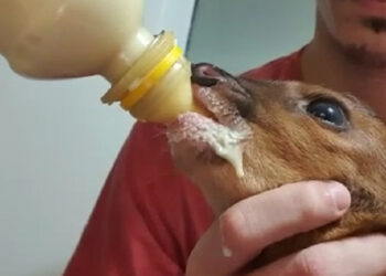 Após ser resgatado, filhote de cervo passa por avaliação em clínica de Jaraguá do Sul