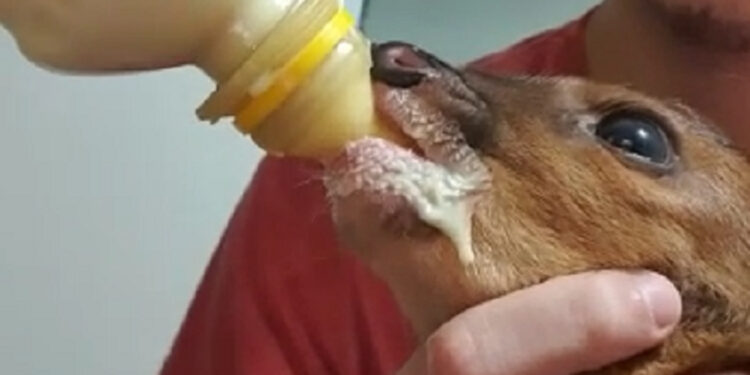 Após ser resgatado, filhote de cervo passa por avaliação em clínica de Jaraguá do Sul