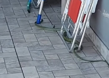 [Vídeo] Cobra que pode chegar a mais de 2 metros é encontrada em Jaraguá do Sul