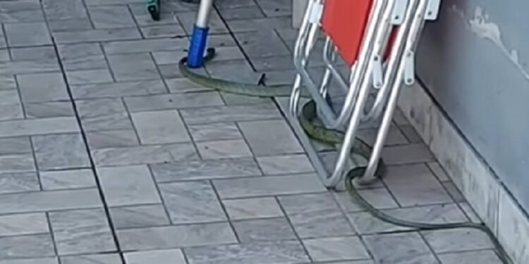 [Vídeo] Cobra que pode chegar a mais de 2 metros é encontrada em Jaraguá do Sul