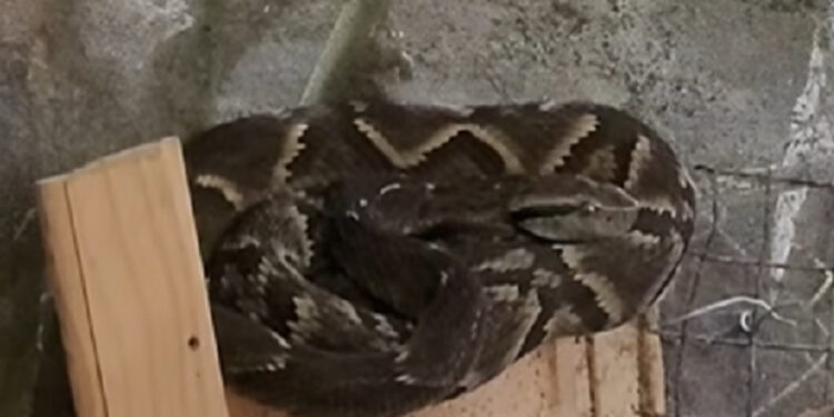 [Vídeo] Cobra é encontrada em galinheiro em Jaraguá do Sul