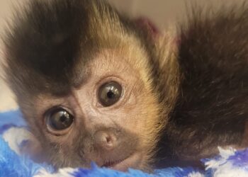 [Fotos] Em apenas 10 dias, Fujama registra 50 ocorrências de resgate de animal