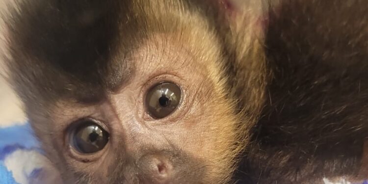 [Fotos] Em apenas 10 dias, Fujama registra 50 ocorrências de resgate de animal