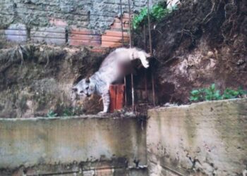 Gato fica preso nas ferragens e é resgatado por bombeiros em SC