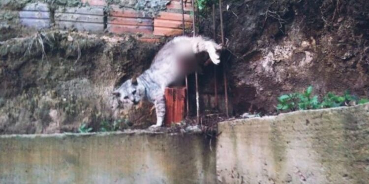 Gato fica preso nas ferragens e é resgatado por bombeiros em SC