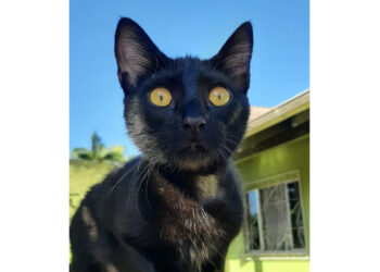 Jaraguaense procura por gata desaparecida