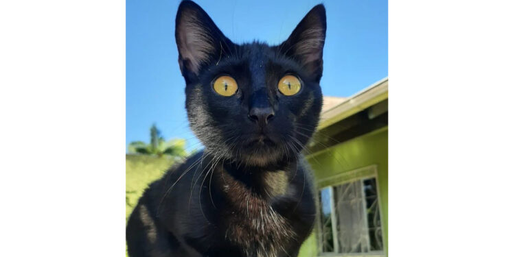 Jaraguaense procura por gata desaparecida