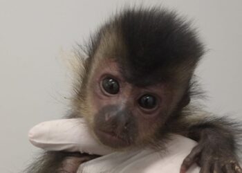 Filhote de macaco-prego é resgatado em Jaraguá do Sul