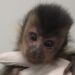 Filhote de macaco-prego é resgatado em Jaraguá do Sul