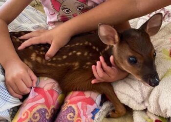 Agricultores encontram filhote de cervo em Jaraguá do Sul