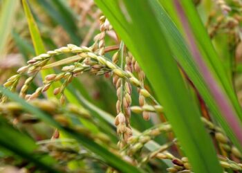 Mesmo com produção estabilizada, rizicultores da região amargam queda no valor do grão