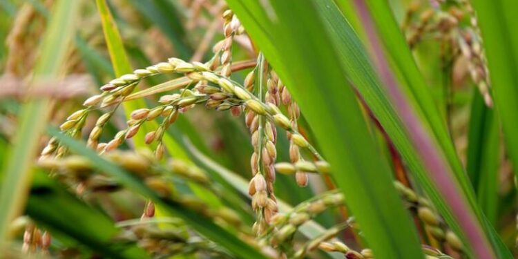 Mesmo com produção estabilizada, rizicultores da região amargam queda no valor do grão