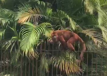 [VÍDEO] Bugio é visto andando tranquilamente no Centro de Massaranduba