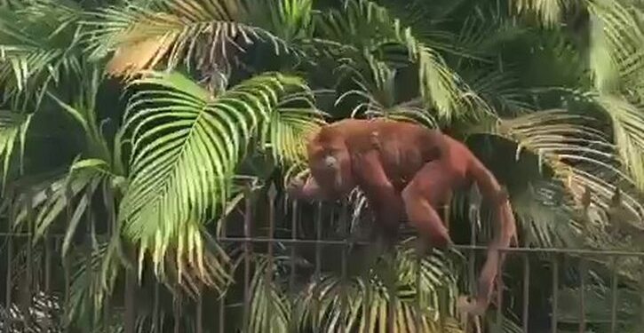 [VÍDEO] Bugio é visto andando tranquilamente no Centro de Massaranduba