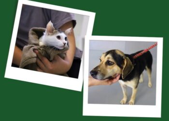 Jaraguá do Sul terá feira de adoção de cães e gatos neste sábado (19)