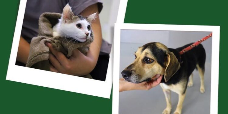 Jaraguá do Sul terá feira de adoção de cães e gatos neste sábado (19)