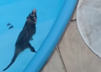 [Vídeo] Gambá cai em piscina e é resgatado em Jaraguá do Sul