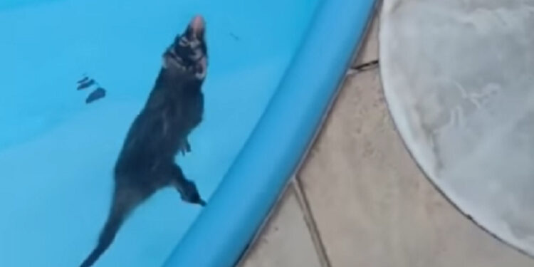 [Vídeo] Gambá cai em piscina e é resgatado em Jaraguá do Sul