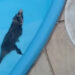 [Vídeo] Gambá cai em piscina e é resgatado em Jaraguá do Sul