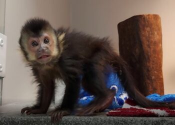 Filhotes resgatados pela Fujama permanecem em clínica veterinária em Jaraguá do Sul