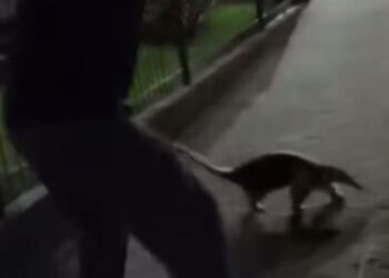 [Vídeo] Tamanduá-mirim é resgatado em Jaraguá do Sul