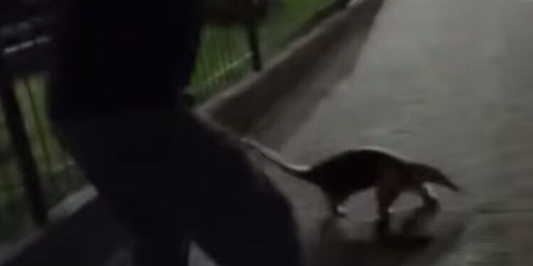 [Vídeo] Tamanduá-mirim é resgatado em Jaraguá do Sul