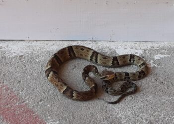 Jararaca é capturada próxima de comércio em Schroeder