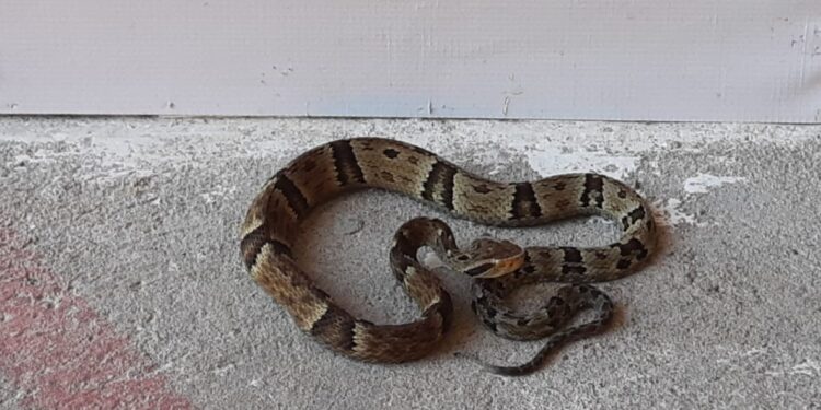 Jararaca é capturada próxima de comércio em Schroeder