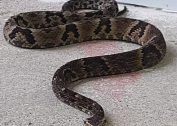 Jararaca de um metro é capturada em frente de residência em Schroeder