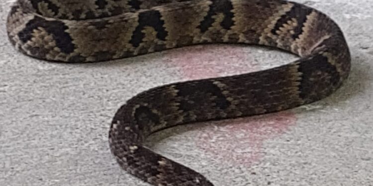 Jararaca de um metro é capturada em frente de residência em Schroeder