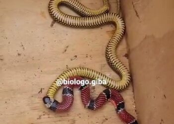 [Vídeo] Cobra coral é flagrada vomitando outra cobra em Jaraguá do Sul