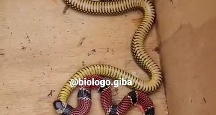 [Vídeo] Cobra coral é flagrada vomitando outra cobra em Jaraguá do Sul