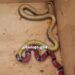 [Vídeo] Cobra coral é flagrada vomitando outra cobra em Jaraguá do Sul