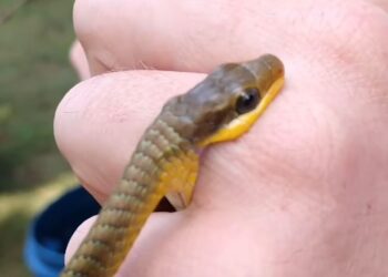 [Vídeo] Biólogo é mordido por cobra capturada em escola de Jaraguá do Sul