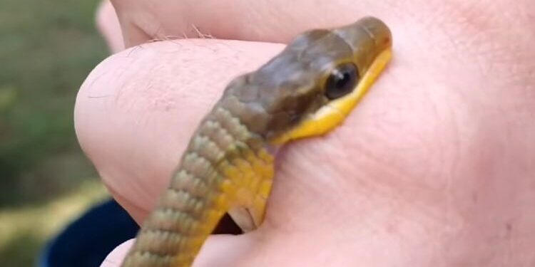 [Vídeo] Biólogo é mordido por cobra capturada em escola de Jaraguá do Sul