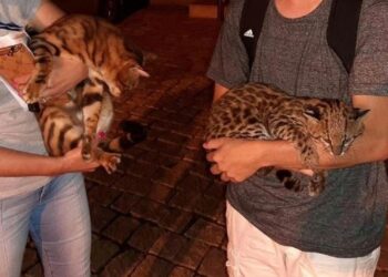 Homem resgata animal selvagem achando que era o “gatinho” da vizinha em Jaraguá