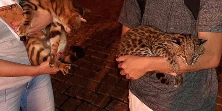 Homem resgata animal selvagem achando que era o “gatinho” da vizinha em Jaraguá
