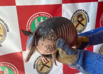 Tatu é encontrado escondido embaixo de veículo em Schroeder