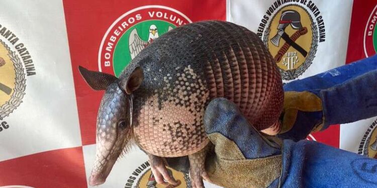 Tatu é encontrado escondido embaixo de veículo em Schroeder