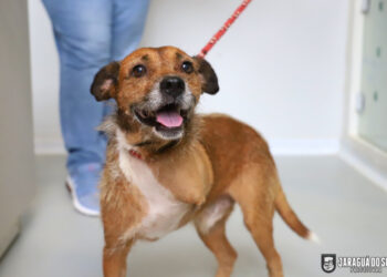 Nova feira de adoção da Fujama acontece neste sábado (26) em Jaraguá do Sul