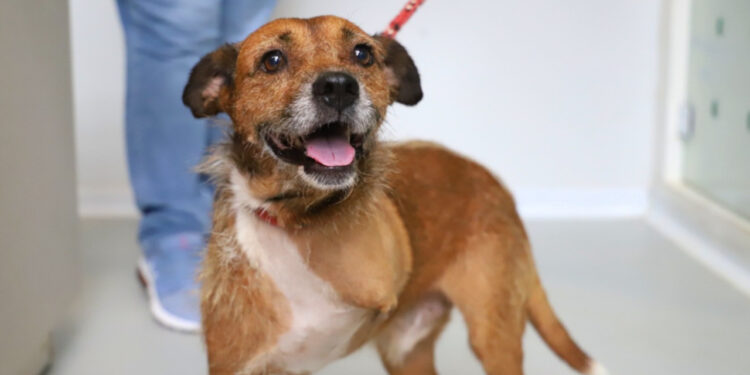 Nova feira de adoção da Fujama acontece neste sábado (26) em Jaraguá do Sul