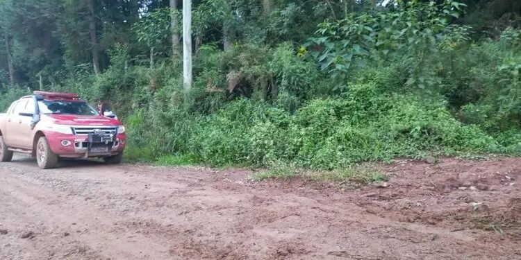 Idoso é atacado por abelhas e morre no Norte catarinense