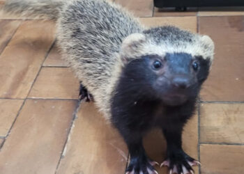 Furão é entregue e lontra é resgatada em Jaraguá do Sul