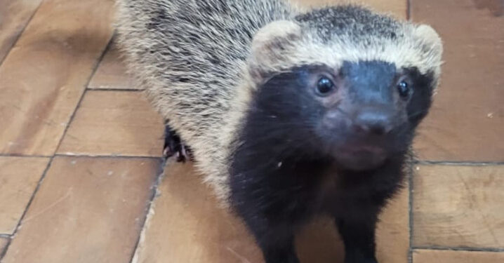 Furão é entregue e lontra é resgatada em Jaraguá do Sul