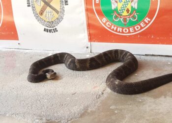 [Vídeo] Jararaca com mais de um metro é capturada em Schroeder