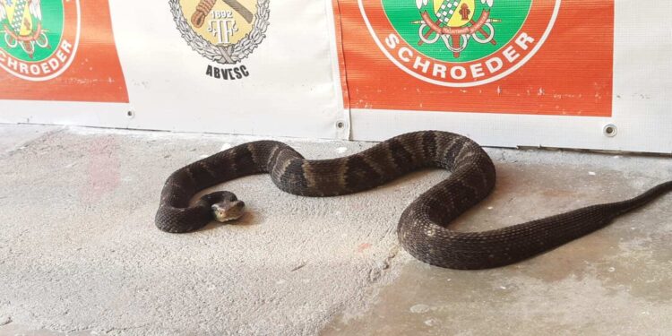 [Vídeo] Jararaca com mais de um metro é capturada em Schroeder